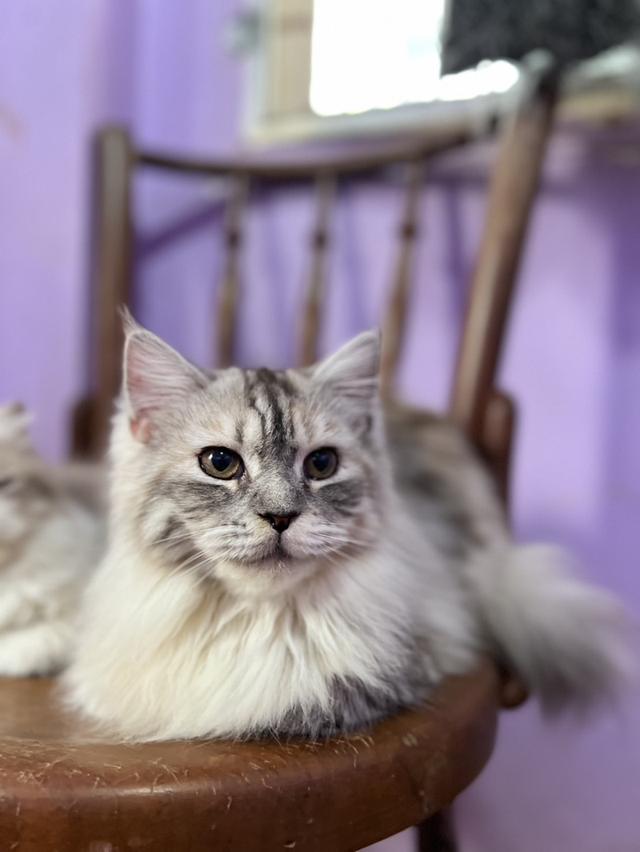 แมวเมนคูน 4