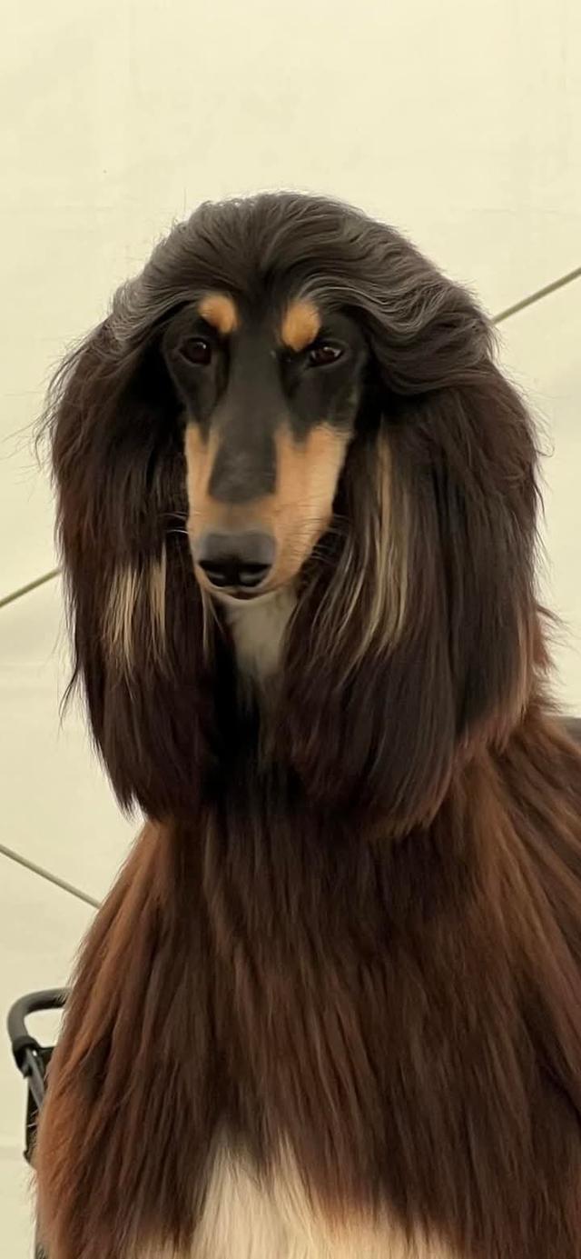 ขาย Afghan Hound หมาขนสวย 2