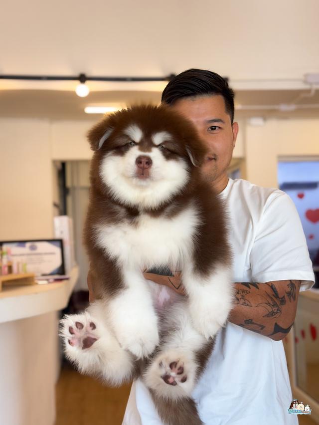 น้องอลาสกัน ไจแอนด์ นำเข้าจากต่างประเทศ