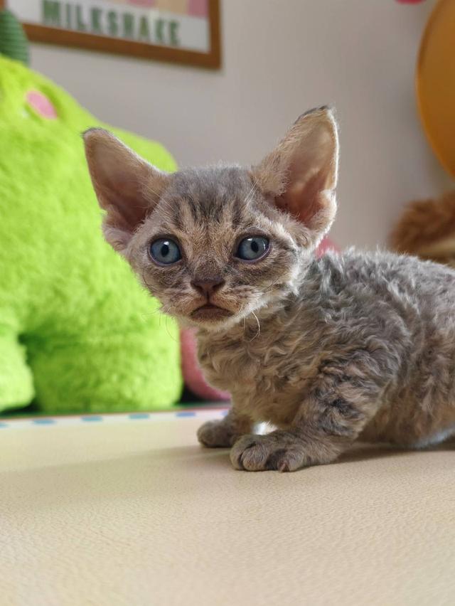 เดวอนเร็กซ์ Devon rex Oscat cattery chiangmai รูปที่ 5