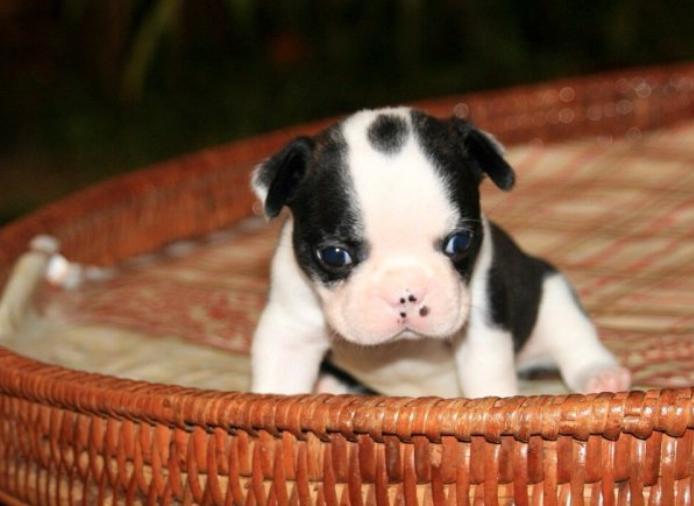 ปล่อยขาย Boston Terrier ตัวจิ๋ว 3