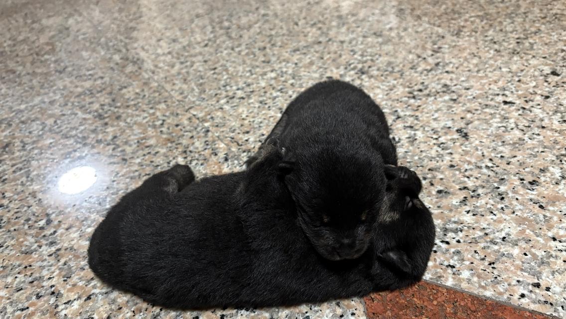 สุนัข ชิบะ สีดำ 2สาวน้อย 6