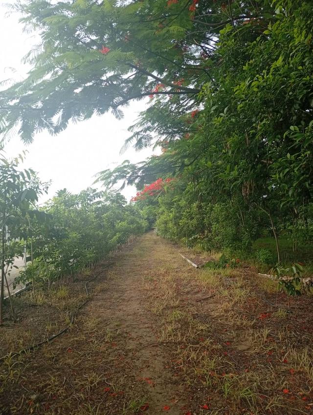 ขายที่ดินพร้อมสิ่งปลูกสร้างทำเลดีที่ดินอยู่ จ.ลพบุรี 9