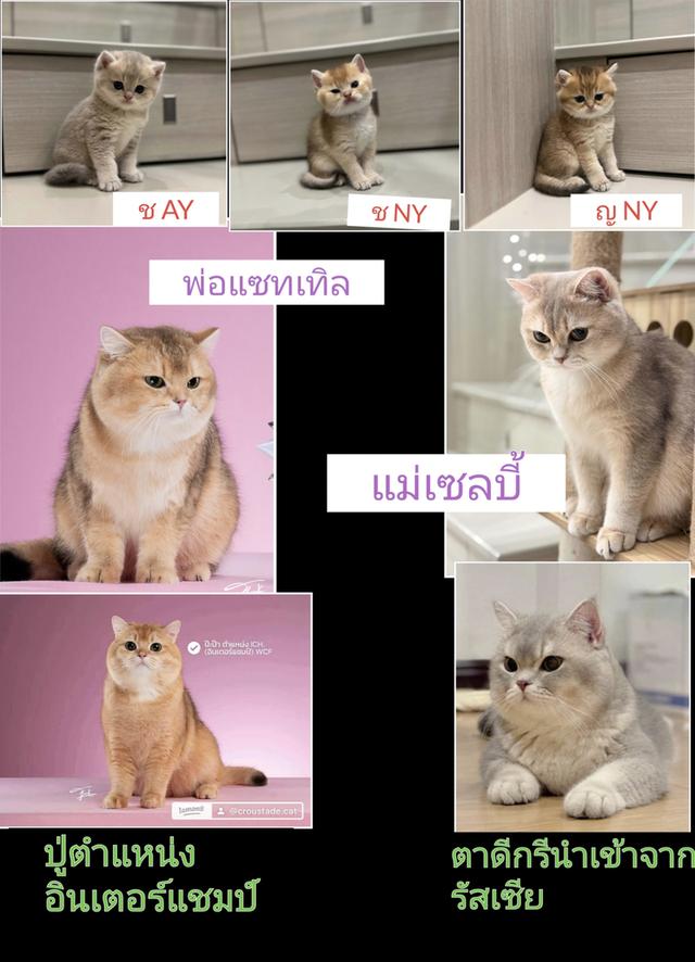แมวบริติชช๊อตแฮ์สายแชมป์