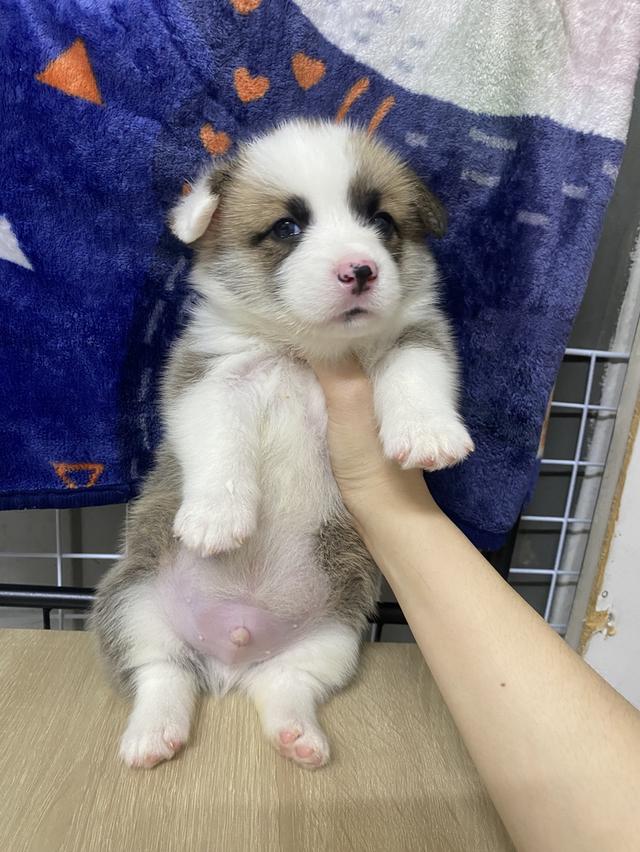 ลูกสุนัขคอร์กี้แท้ พร้อมย้าย