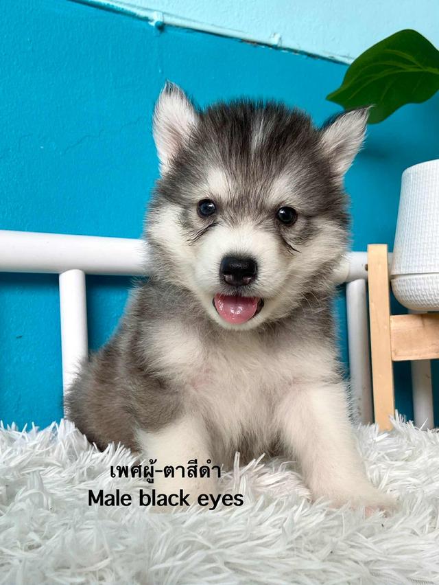 ไซบีเรียเรียนวูดลี่ 5