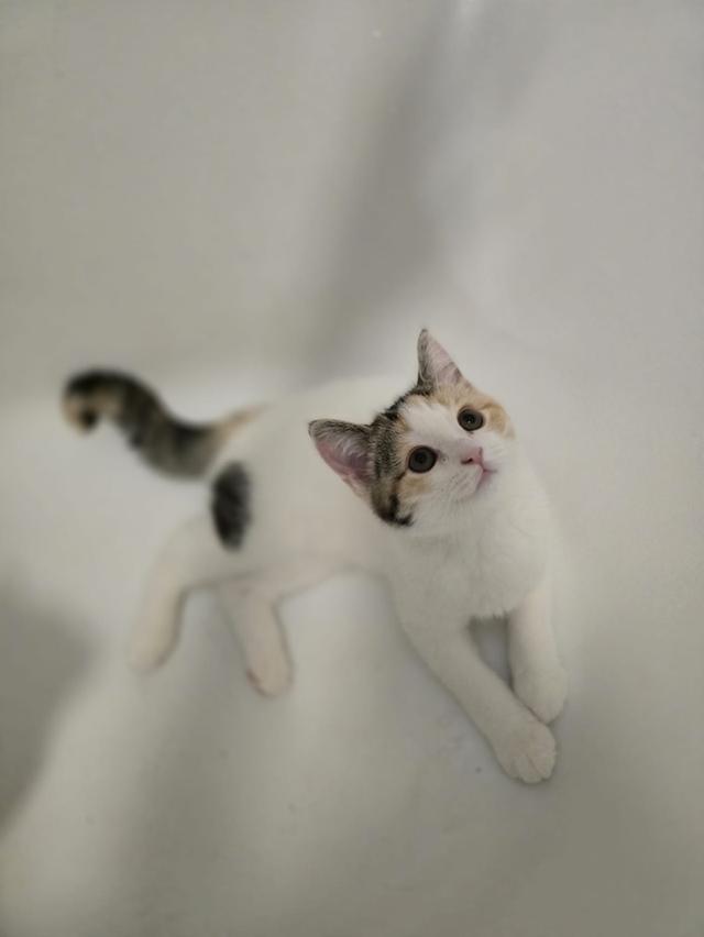 แมว สก็อตติชโฟลด์หูตั้ง Calico 4