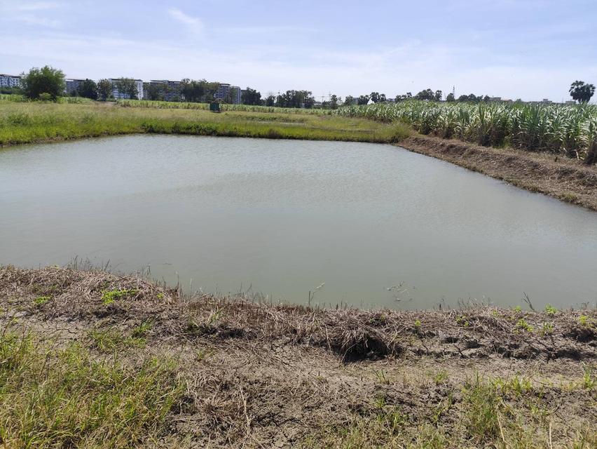 ขายที่ดินเปล่า แปลง 1-9 ไร่แปลงสวย อากาศดี มีบ่อน้ำใส แบ่งได้ ที่ใกล้ ม. เกษตร กำแพงแสน นครปฐม 4