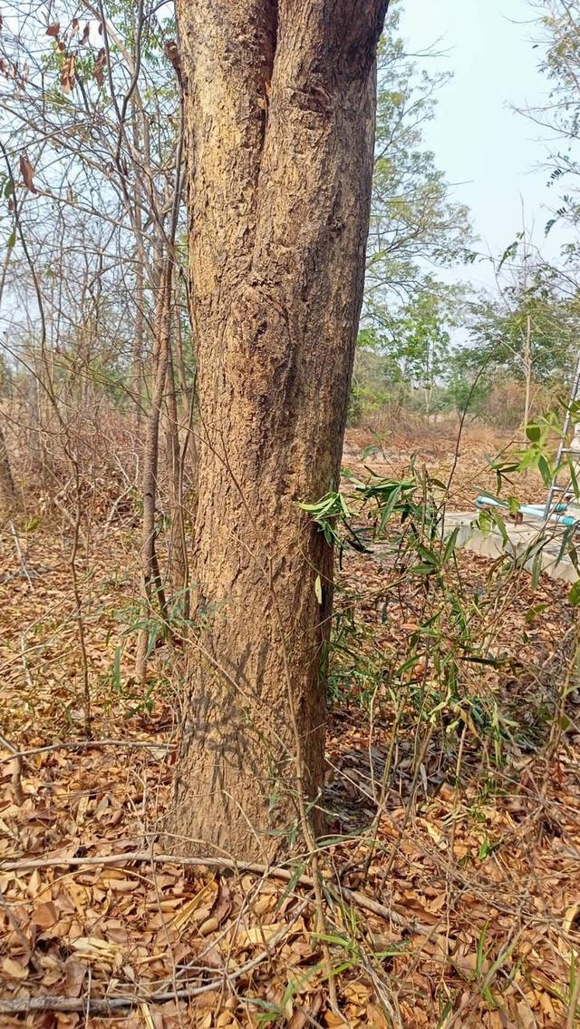 ที่ดินพร้อมสิ่งปลูกสร้าง สระกระโจม ดอนเจดีย์ สุพรรณบุรี 17