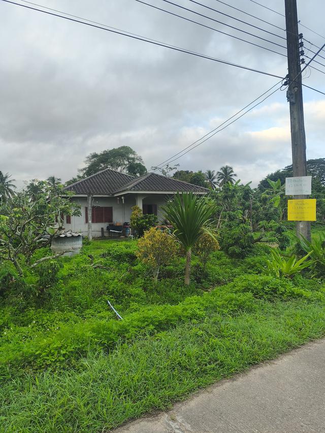 ที่ดินงามเชียงใหม่ 1