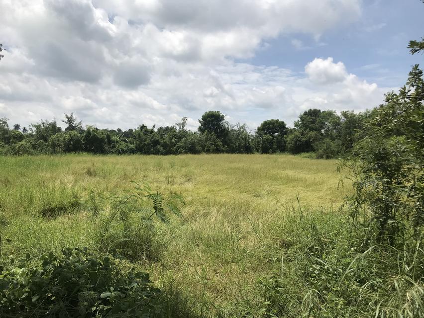 ที่ดินว่างเปล่าเพื่อการเกษตร 1