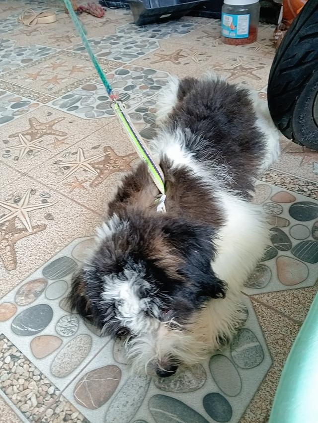 สุนัข