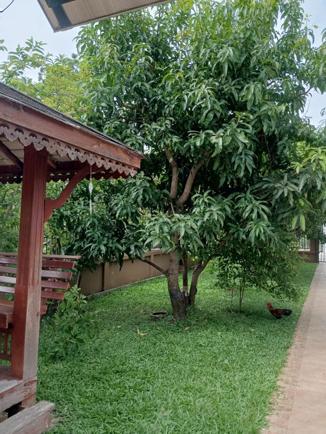 บ้านเดี่ยวทำเลดี เชียงใหม่ 15