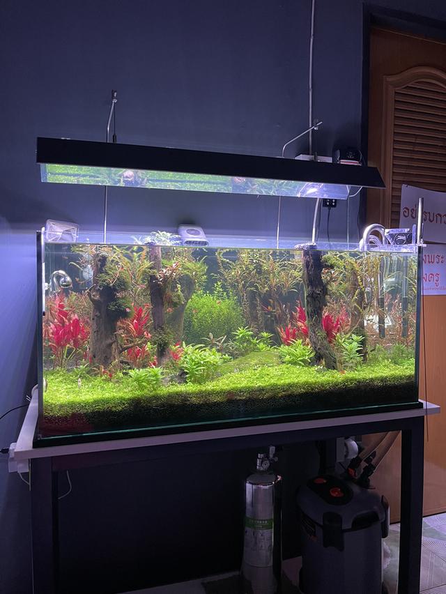 ตู้ไม้น้ำ ครบชุดพร้อมเลี้ยง ตู้36*19*15