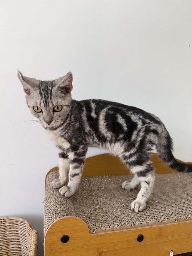 ลูกแมวพันธุ์สก๊อตติชแท้