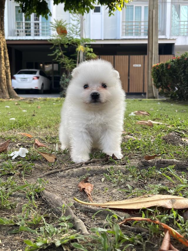 Japanese Spitz (สุนัขพันธุ์สปิตซ์ญี่ปุ่น) 17