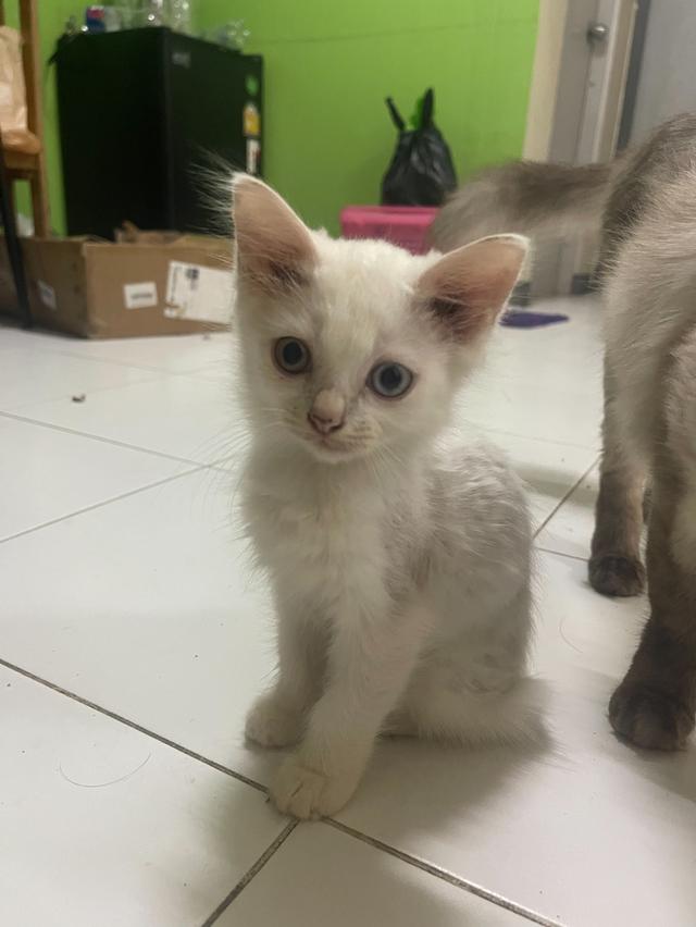 ลูกแมว แมวเด็ก 3-4ดือน