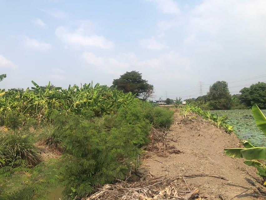 ขายที่ดินสวยรมน้ำคลองบางใหญ่ จังหวัดนนทบุรี  จำนวน 3 ไร่ 8