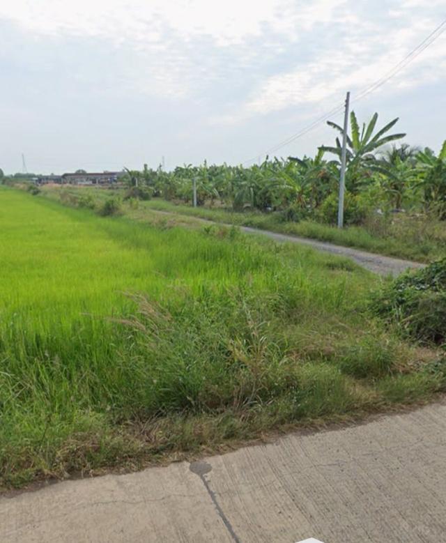 ขายที่นา 100 ไร่ ตำบลหมอนทอง อำเภอบางน้ำเปรี้ยว จังหวัดฉะเชิงเทรา 3