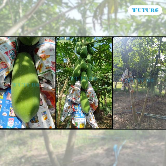 มะละกอฮอลแลนด์ผลสุก เนื้อแน่นๆ สีสวย (สดจากไร่สวนสุข เพชรบุรี) มะละกอหวานหอมอร่อย 3