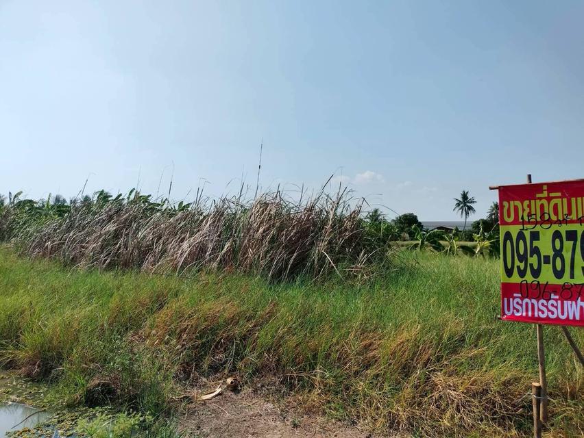 ขายด่วนที่ดิน 158 ตรว เหมาะสร้างบ้านสวน บางระกำ บางเลน นครปฐม 4