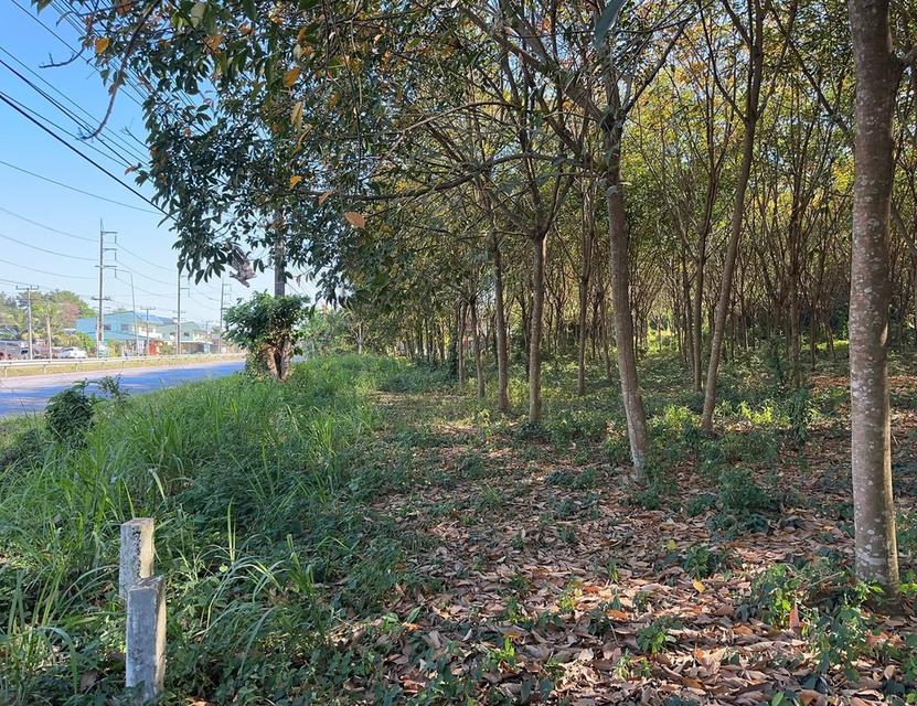 ที่ดินติดสุขุมวิทระยอง 2