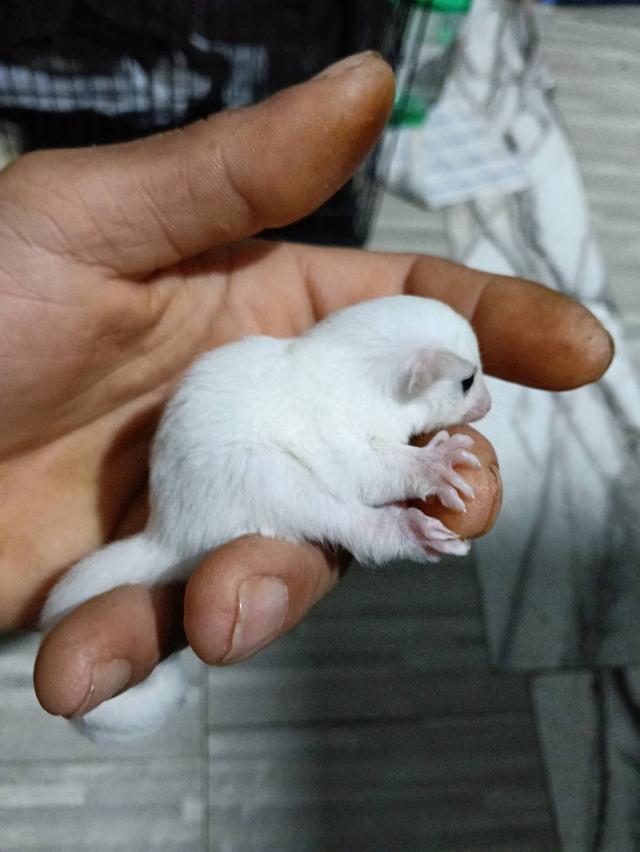 ชูก้าไกลเดอร์ ลูซิติก ญ อายุ 2 เดือน รูปย่อยที่ 4