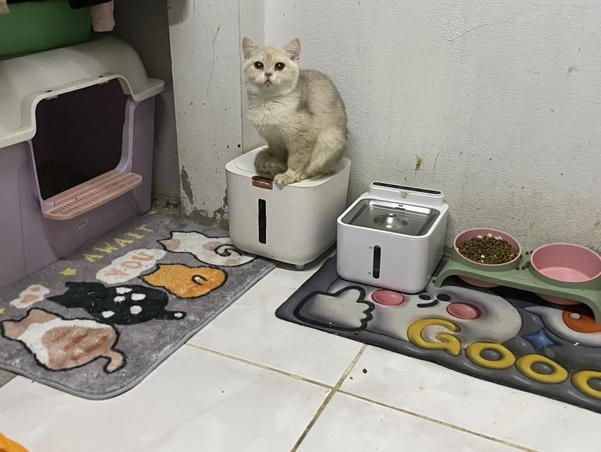 บริติช 3