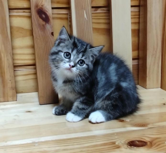 scottish fold ลพบุรี บ้านแมวลพบุรี รูปย่อยที่ 2