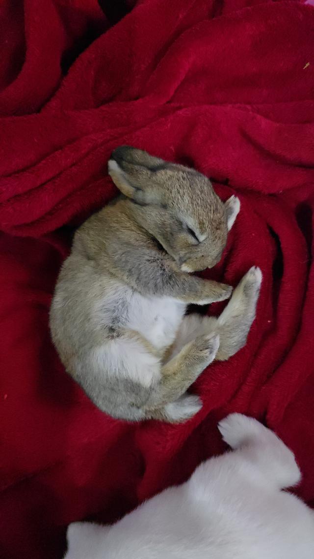 กระต่ายมินิเร็กซ์,ฮอลแลนด์ลอป,นิวซีแลนด์ไวท์ 16