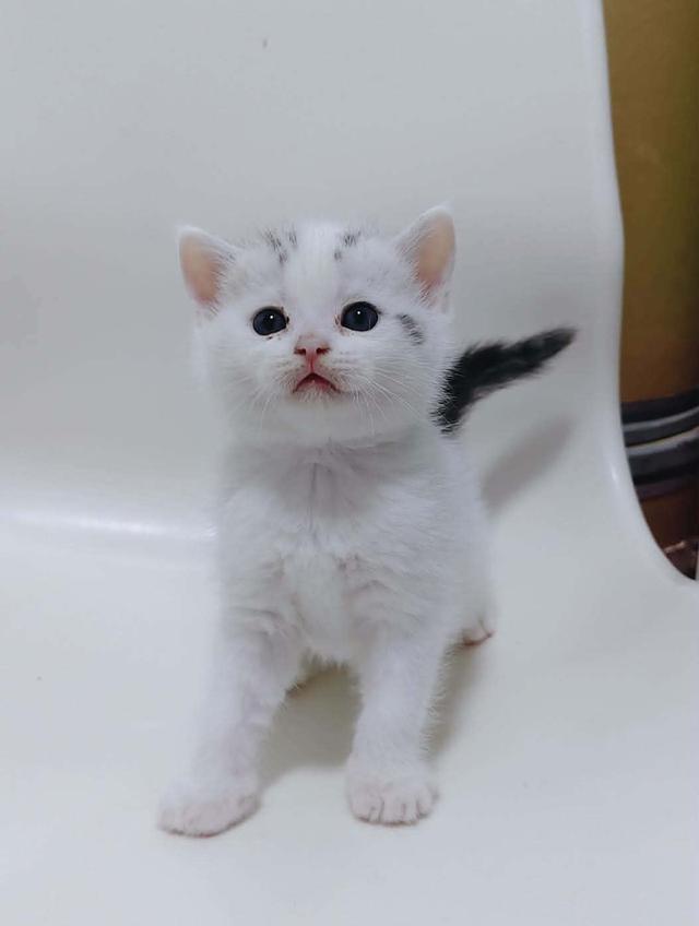แมวบริติช ช็อตแฮร์แท้