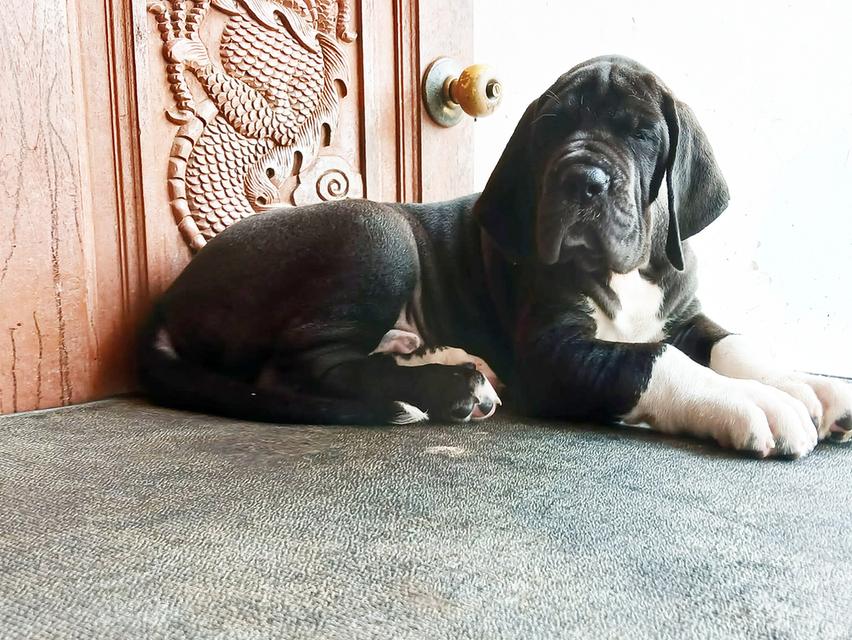ลูกเกรทเดนคุณภาพ Great dane for sale รูปที่ 5
