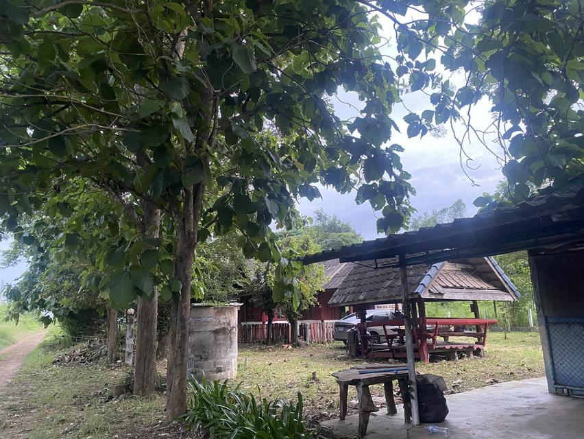 ขายบ้านพร้อมที่ดิน ต.หนองเหียง อ.พนัสนิคม ชลบุรี 4