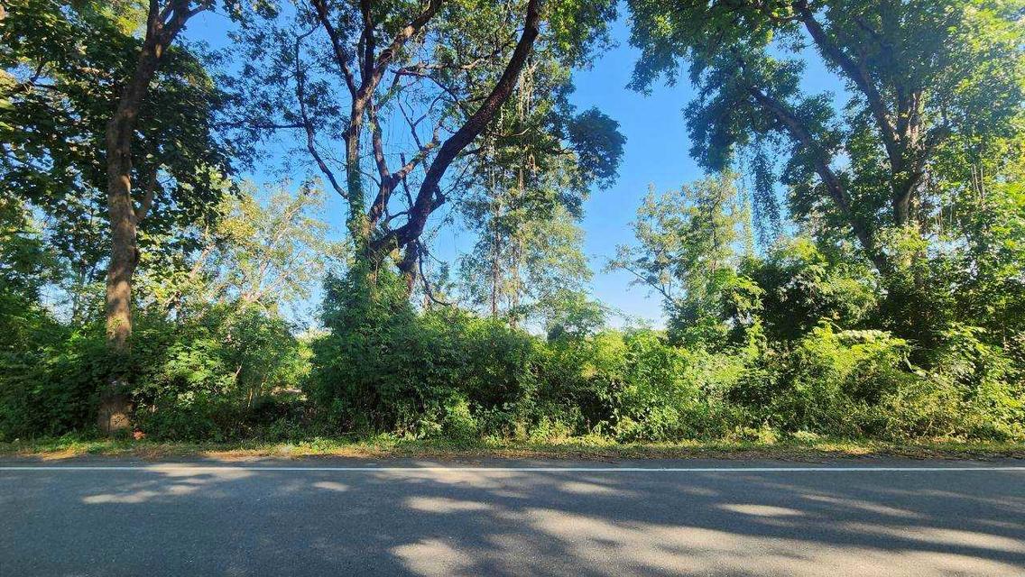 [ขายด่วน!] ที่ดินแปลงใหญ่ 76 ไร่เศษ ติดถนนพหลโยธิน ต. สมอโดน อ.บ้านตาก จ.ตาก หน้ากว้างสวย 425 เมตร ทำเลดี ติดห้วยธรรมชาติ เหมาะลงทุนและทำเกษตร 3