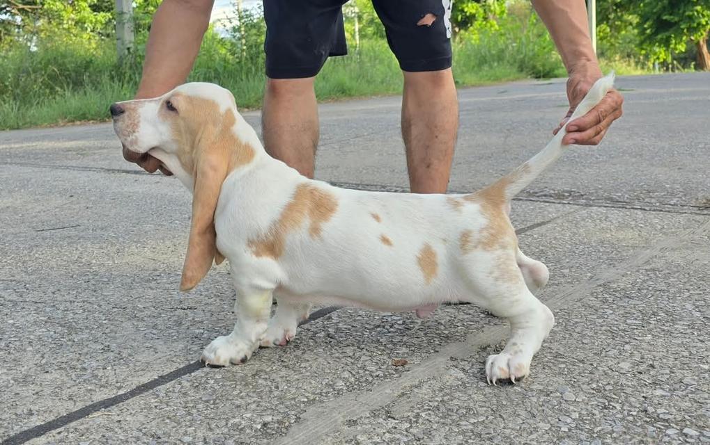 สัตว์เลี้ยงบาสเซ็ตฮาวด์