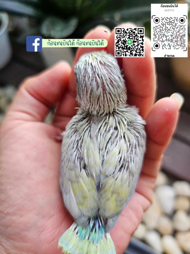 ฟอพัสอเมกันเยลโล่