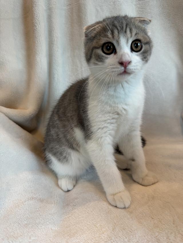 คนขายเลี้ยงเองค่ะ สก็อตติสโฟล์ด ผู้ รูปที่ 7