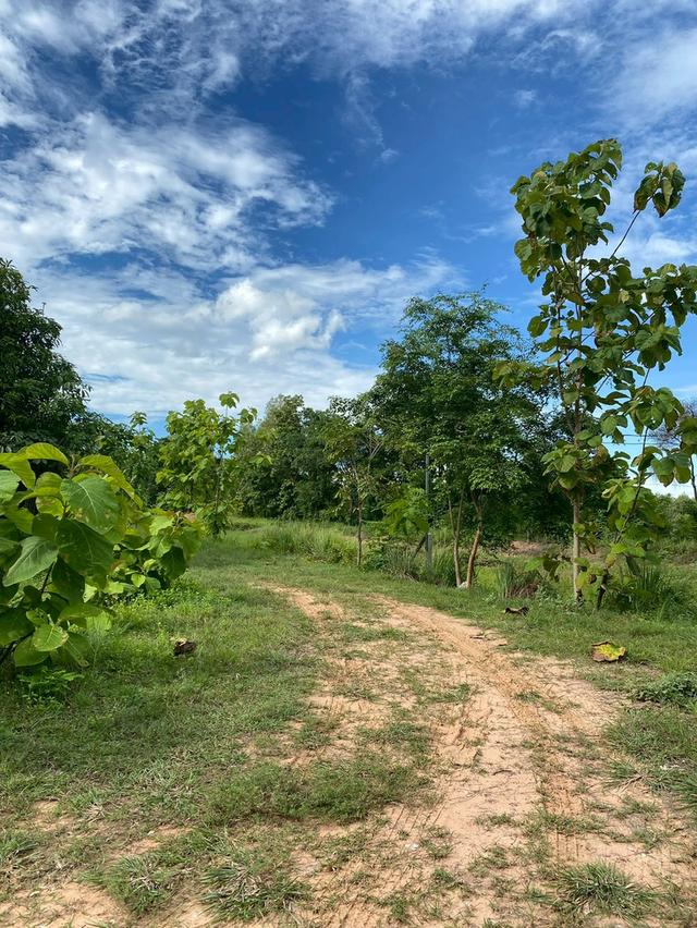 ขายที่ดิน เมืองพล จังหวัดขอนแก่น 7