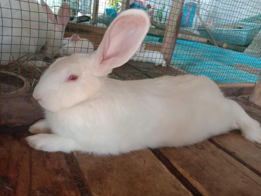 กระต่ายพันธุ์นิวซีแลนด์ New Zealand Rabbit 1