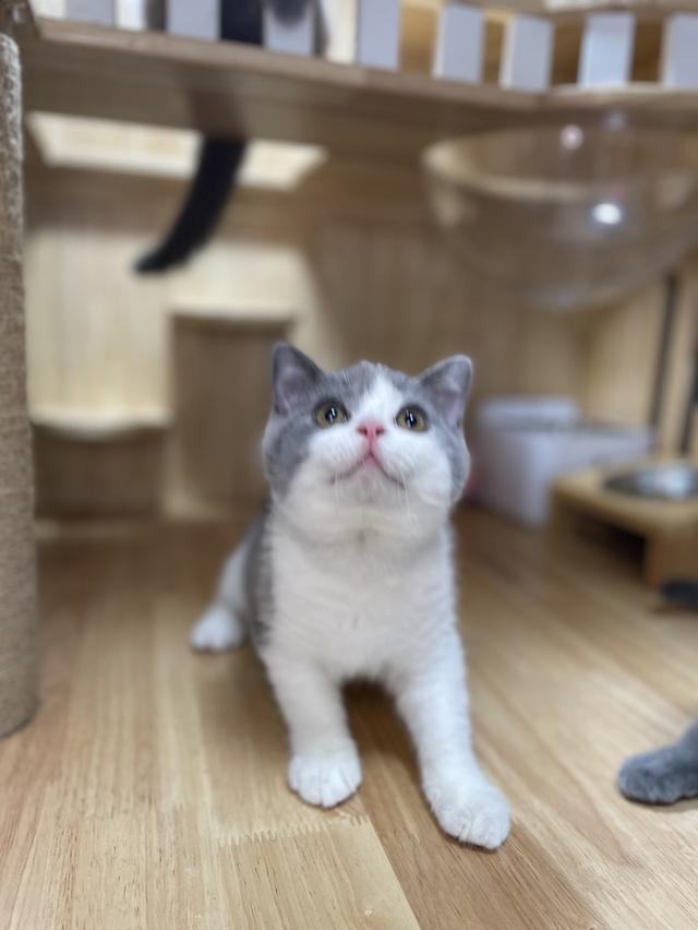 แมวมันช์กิ้นขายาว พร้อมย้าย 7