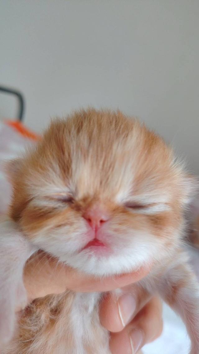 แมว EXO ติก   🔥🔥🏠🔥 แมวหน้าบี้ รูปที่ 1