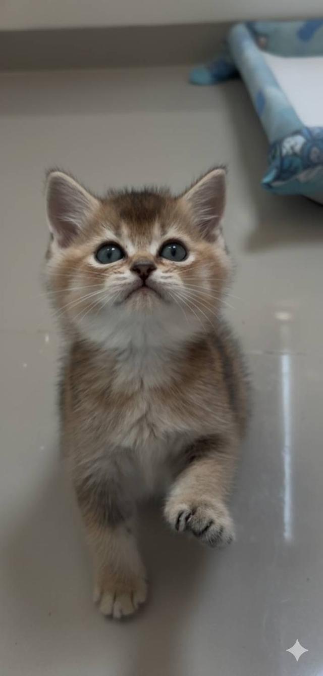 แมว British shorthair  2