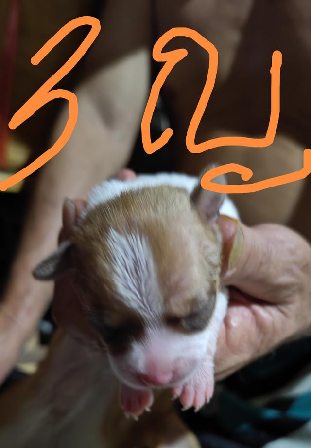 ขายลูกสุนัขชิวาวา (เลี้ยงบ้าน) 6