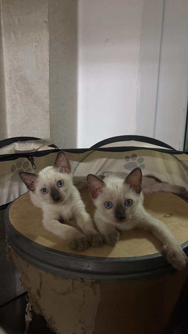 หาบ้านให้น้องแมวตัวเมีย วิเชียรมาศ