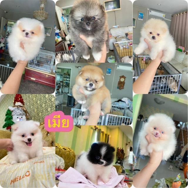 ปอมแท้ พร้อมย้ายบ้าน มาดูตัวจริงได้ค่ะ