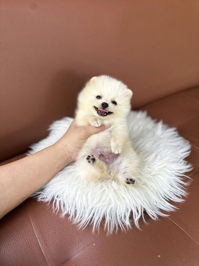 ปอมเเท้ ไซส์จิ๋ว ช 6900 ลดเหลือ 4900. พร้อมย้าย