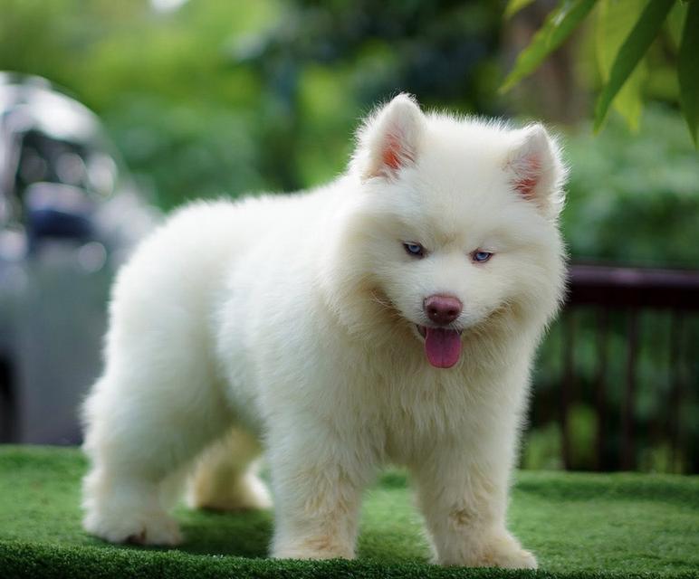 Premium Siberian Husky Puppies - Nationwide Branches (BKK, Pak Chong, Udon, Chumphon) รูปที่ 10