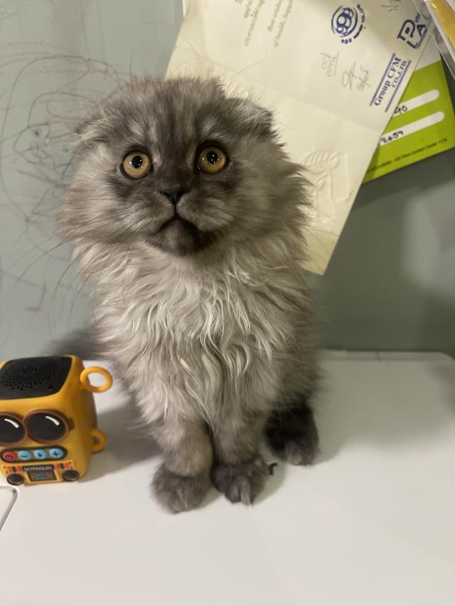 น้องแมวหน้าดำ(ชาย2เดือน)พร้อมย้านบ้าน