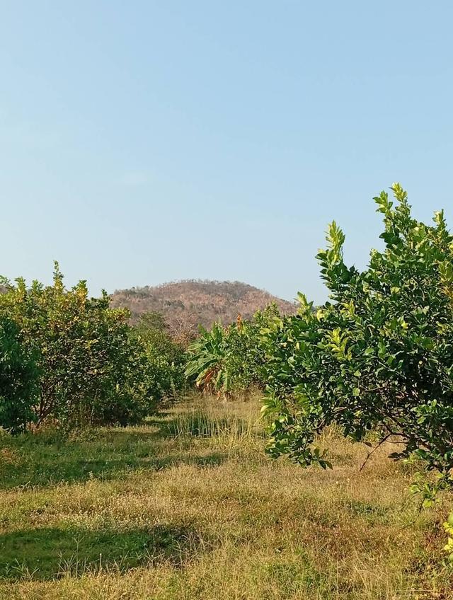 ขายบ้านพร้อมที่ดิน แปลงสวย พร้อมสวนส้มโอ–มะกรูด 2