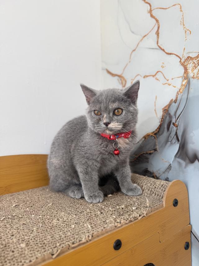 ลูกแมวพันธุ์บริติชแท้